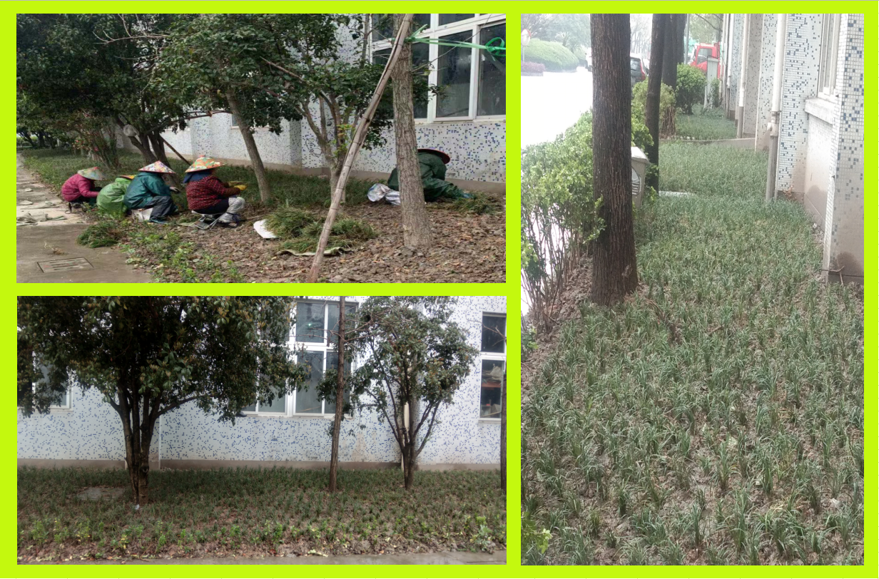种植绿化，，，，，，，，美化坏境