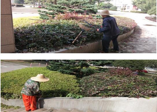 绿植修剪，，，，，美化环境